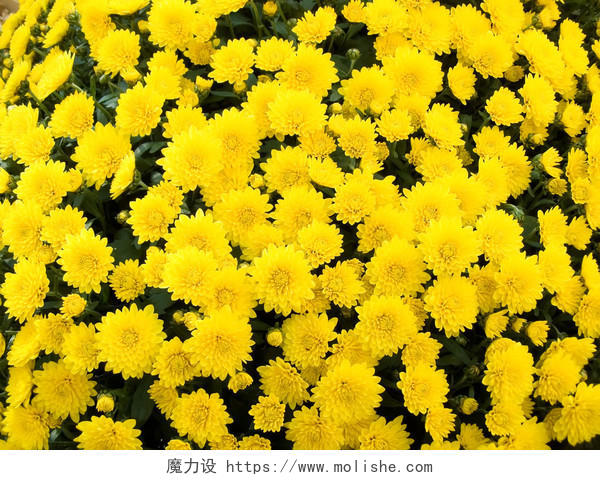 黄色菊花花朵鲜花花丛节日装饰花海